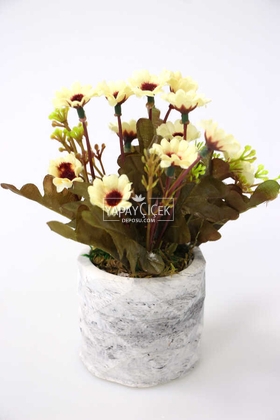 Beton Saksıda Bahar Papatyası Krem - 1