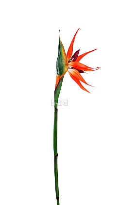 Yapay Çiçek Dekoratif Uzun Dal Starliçe Çiçeği Dalı 80 cm - 3