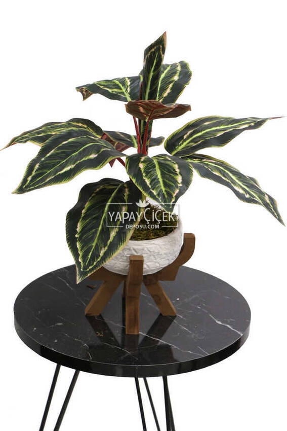 Ahşap Ayaklı Beton Saksida Yapay Fittonia Bitkisi Bitkisi 45 cm (Yeşil-Kızıl)