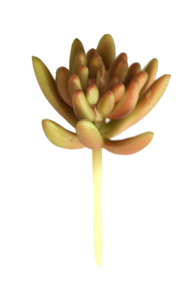 Yapay Çiçek Islak Succulent Sedeveria Letizia Kahverengi Varyetesi - Yapay Çiçek Deposu
