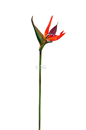 Yapay Çiçek Kuzey Egzotiği Starliçe Dalı 60 cm - 3