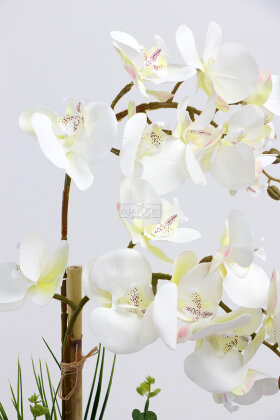 Yapay Çiçek Plastik Saksıda 2li Orkide Tanzim Beyaz 75 cm - 3