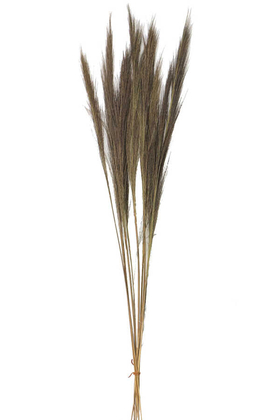 10lu Tropic Broom Grass 80 cm - 1