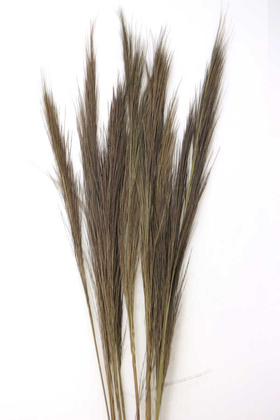 10lu Tropic Broom Grass 80 cm - 2