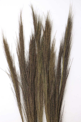 10lu Tropic Broom Grass 80 cm - 3