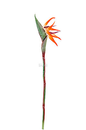 Yapay Çiçek Starliçe-Cennet Kuşu Çiçeği Dalı 85 cm - 3