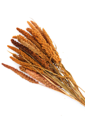 Şoklanmış Setteria(Boncuk) Demeti 100gr Turuncu - 2