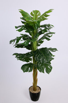 Siyah Saksıda Yapay Deve Tabanı Ağacı 25 Yapraklı 150 cm - 3