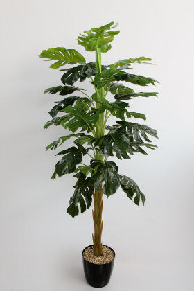  Siyah Saksıda Yapay Deve Tabanı Ağacı 31 Yapraklı 180 cm - 3