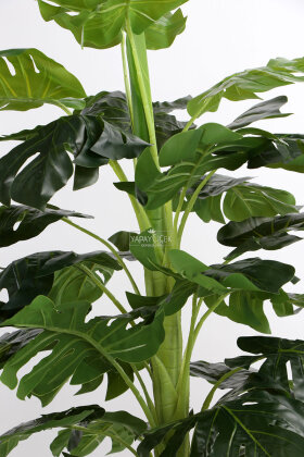  Siyah Saksıda Yapay Deve Tabanı Ağacı 31 Yapraklı 180 cm - 4