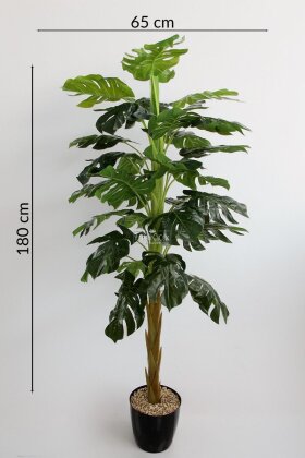  Siyah Saksıda Yapay Deve Tabanı Ağacı 31 Yapraklı 180 cm - 5