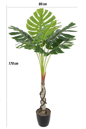 Gövdeli Deve Tabanı Ağacı (monstera Ağacı) 170 cm - 2