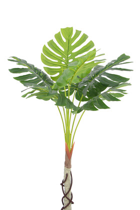 Gövdeli Deve Tabanı Ağacı (monstera Ağacı) 170 cm - 3
