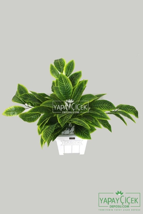 Tropik Dieffenbachia Yapraklı Tanzim - 1