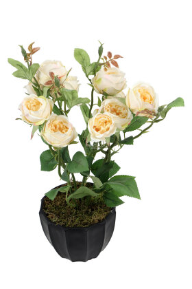 Yapay Estetik Vaha Gül Tanzimi 35 cm Krem - 2