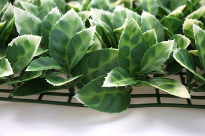 Yapay Portakal Yaprağı Model Duvar Bitki Kaplaması 50x50 cm Yeşil-Beyaz - 2