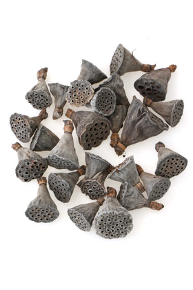 25li Paket Mini Lotus Plant(Gerçek Lotus) - Yapay Çiçek Deposu