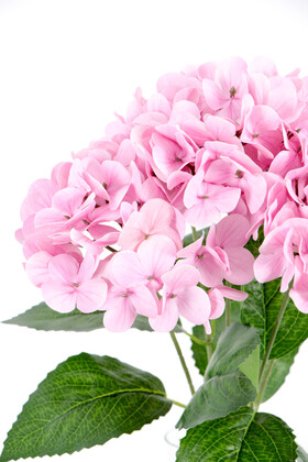 Yapay Lüx 5 Dallı Islak Ortanca Demeti 45 cm Açık Pembe - 3