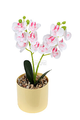 Saksıda Yapay Mini 2'li Mariposa Orkide Tanzimi 27 cm Beyaz-Pembe - 2