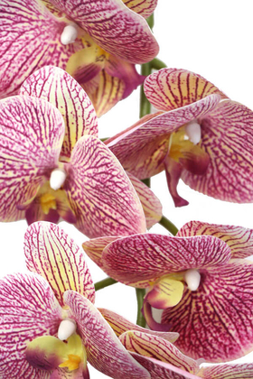 Yapay Pastel Islak Orkide Çiçeği 90 cm Lila Benekli - 2