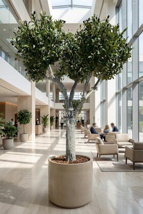 Yapay Ağaç Premium Plaza Zeytin Ağacı 210 cm - Yapay Çiçek Deposu