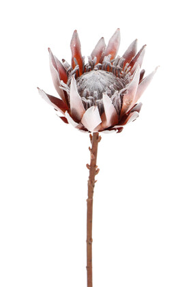 Yapay Protea Bitkisi 52 cm Gri-Turuncu - 1