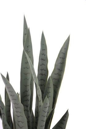 Yapay Paşa Kılıcı Sansevieria Bitkisi 35 Yapraklı 80 cm - 3