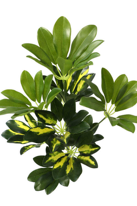 Yapay Şeflera Bitkisi 70cm (Schefflera) - 2