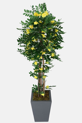 Yapay Sibirya Bezelye Ağacı Caragana Arborescens 180 cm - 1