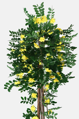 Yapay Sibirya Bezelye Ağacı Caragana Arborescens 180 cm - 3