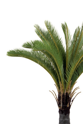 Yapay Sikas Sago Palmiye Ağacı 155 cm - 2