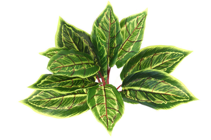 Yapay Fittonia Kraton Bitkisi 40 cm Yeşil-Sarı - 3