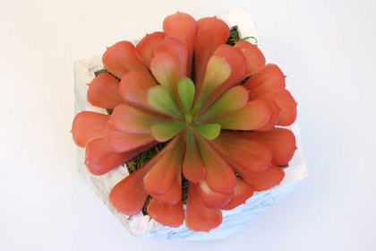 Tepsili Beton Saksıda Büyük Succulent Tanzimi - 4