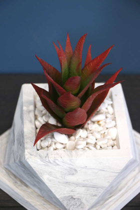 Altlıklı Beton Saksıda Kaliteli Yapay Succulent Kaktüs Set Kızıl - 5