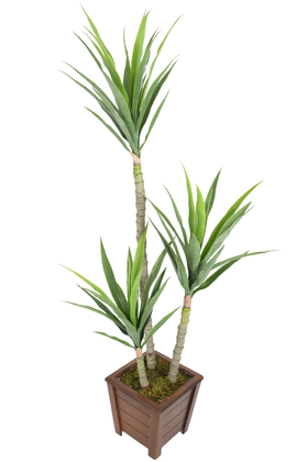3 Gövdeli Geniş Yapraklı Yapay Yucca Ağacı 160 cm - 1