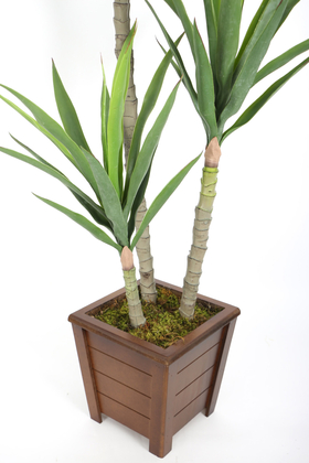 3 Gövdeli Geniş Yapraklı Yapay Yucca Ağacı 160 cm - 3
