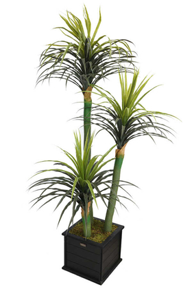 Büyük Saksıda Yapay Ağaç Yuka Yucca 180 cm - 1