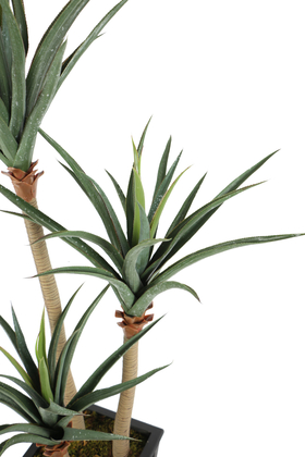 Yapay 3 Gövdeli Yucca Ağacı Artificial Foilage 150 cm - 4