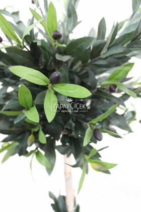 Yapay Zeytin Ağacı Melamin Saksılı 90 cm - 3