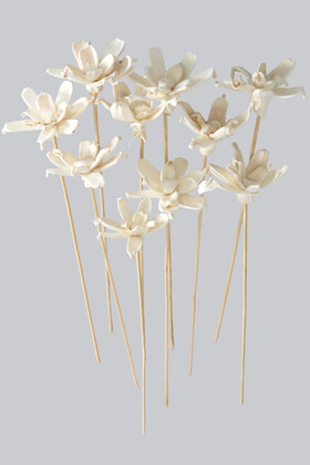 10 Adet Shola Gardenia 25 cm - 1