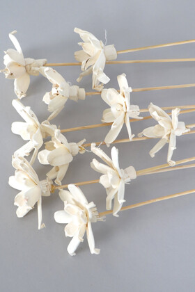 10 Adet Shola Gardenia 25 cm - 3