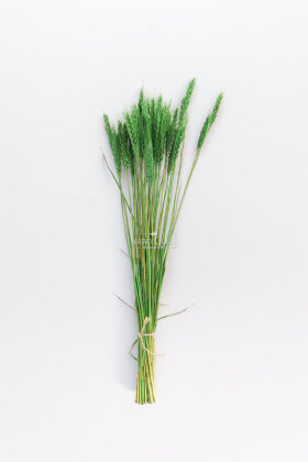 3 Demet Yerli Kuru Başak (3 Farklı Renk) 60 cm - 3
