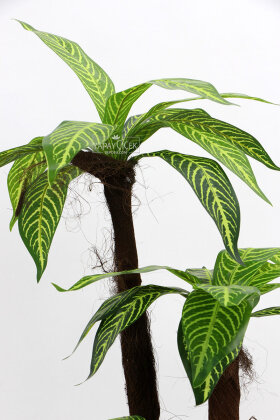 Bodur Yapay Ağaç Cordyline 105 cm Model 3 - 4